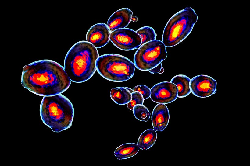 Saccharomyces cerevisiae yeast, 3D illustration, colored in imaging flow...