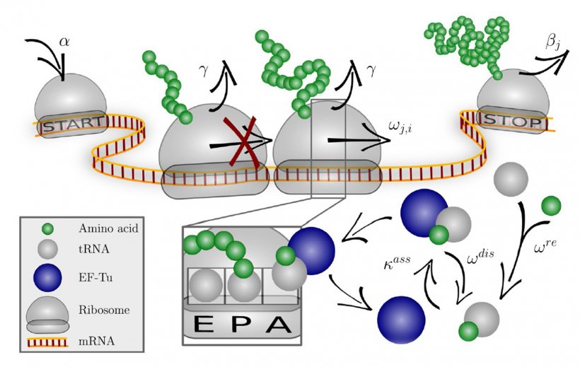 Das Codon-spezifische Elongationsmodell (COSEM) simuliert die Proteinsynthese.