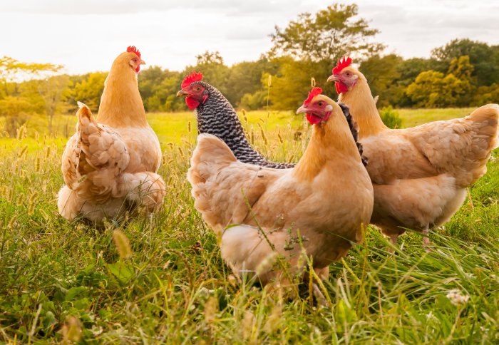 New research raise the possibility of producing gene-edited chickens that are...