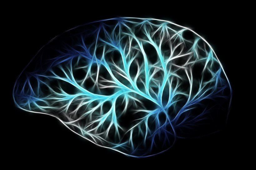 Ein Rechtsrahmen für Forschung mit genomeditierten Gehirnzellen