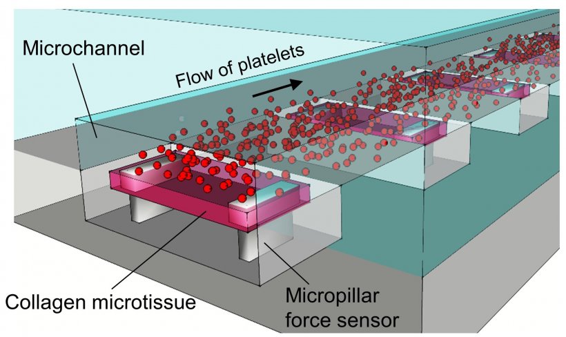 jury. Platelets adhere to the collagen microtissue that represents the collagen...