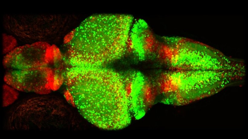 Mikroskopaufnahme eines jungen Zebrafischhirns. Rot zeigt die Gliazellen, grün...