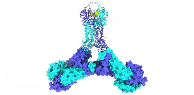 Model of the CSX1 protein complex