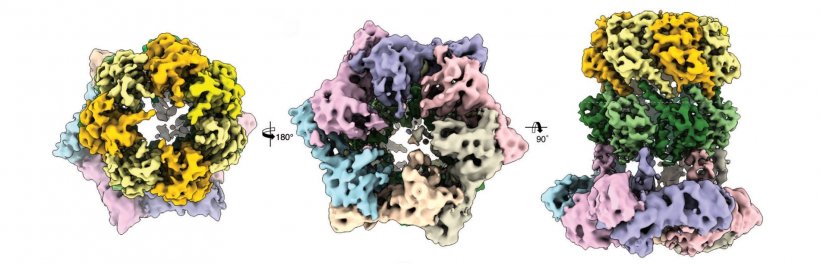 Drei kryo-elektronenmikroskopische Ansichten des Proteinkomplexes ClpX-ClpP