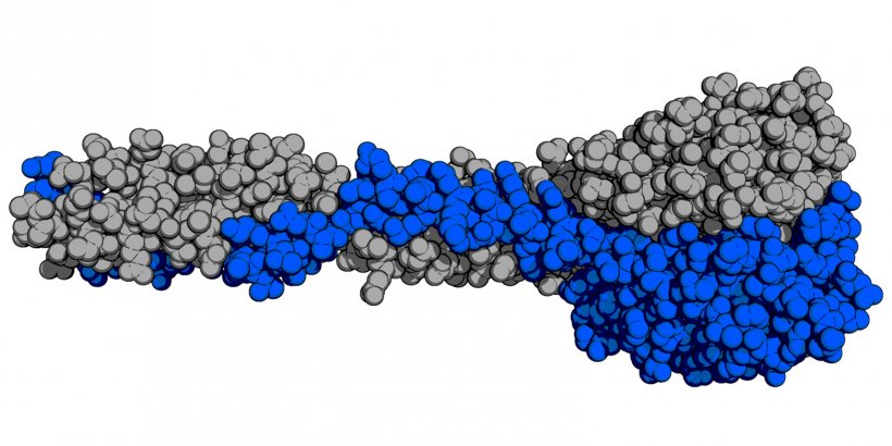 So sieht das natürliche Rezeptorbindeprotein der PSA-​Phage aus.