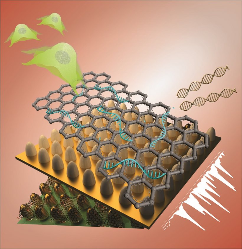 This unique biosensing platform consists of an array of ultrathin graphene...