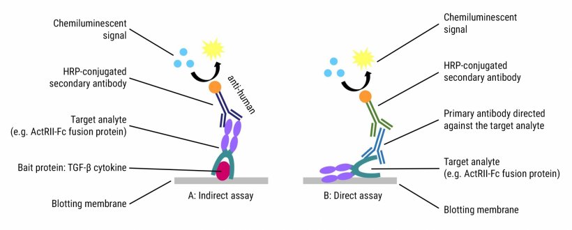 Figure 2: Indirect vs. direct Western blots for the detection of therapeutic...