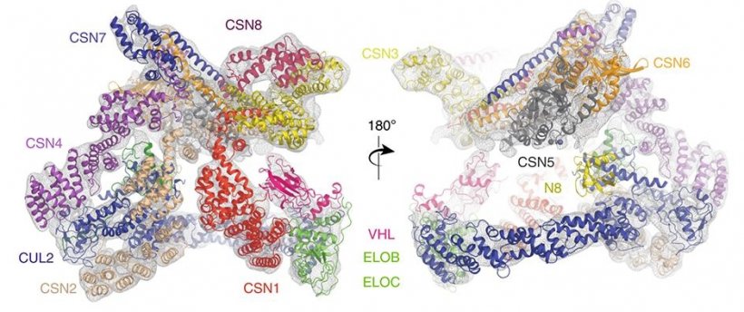 Structures and interactions of the CSN–CRL2~N8 complex. The image also shows...