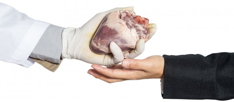 hand giving human heart to another person. illustration for organ donation