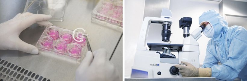 Links: Zellbasierte Gewebemodelle zum Testen von Wirkstoffen; rechts: Analyse...