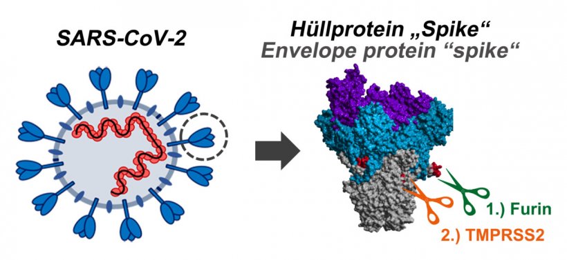 Das Schema zeigt, wie das Spike-Protein des SARS-CoV-2 aktiviert wird:...