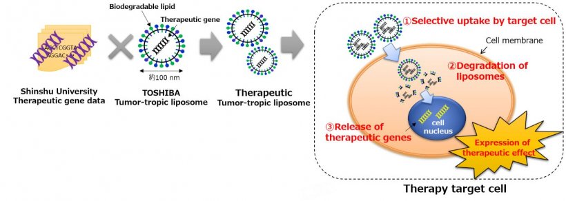 The biodegradable liposome technology targeted by the research