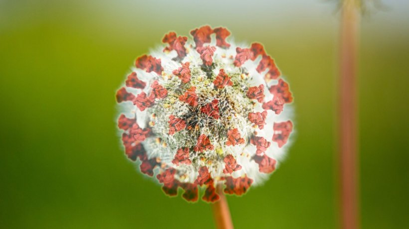 Dandelion shaped like the new coronavirus SARS-CoV-2: Researchers investigate...