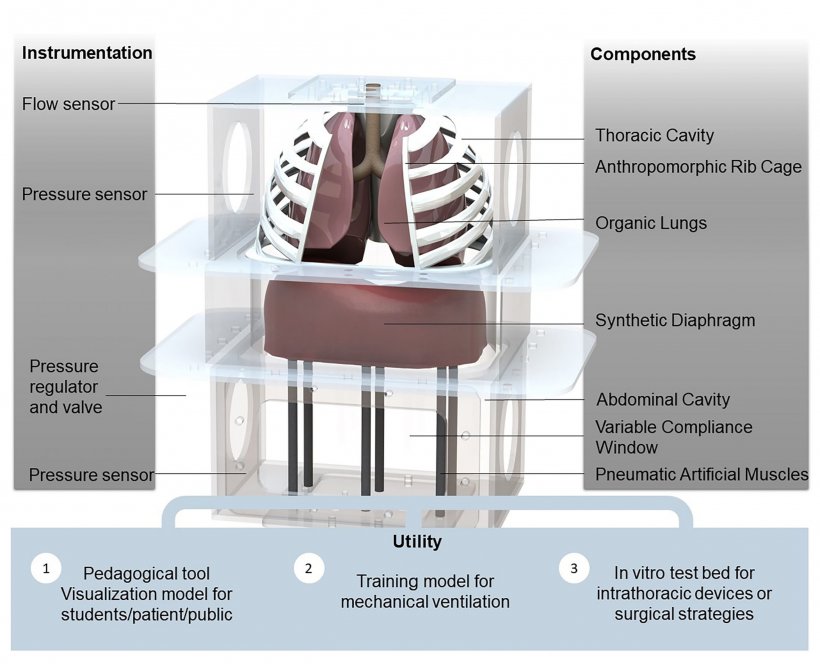 A computational rendering of the biohybrid respiratory simulator shows the...