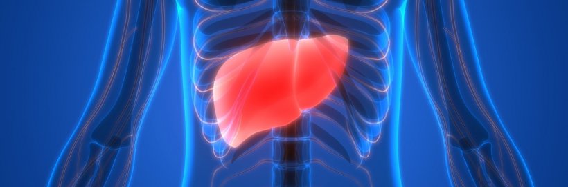 human liver illustration