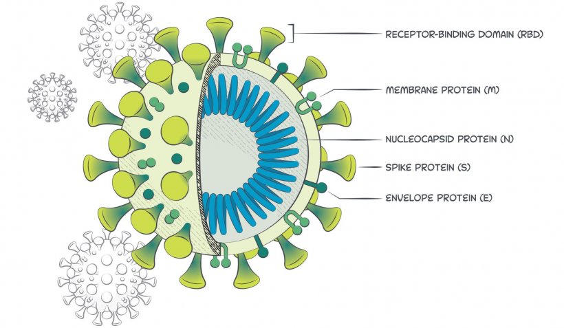 A coronavirus contains four structural proteins, including spike (S), envelope...