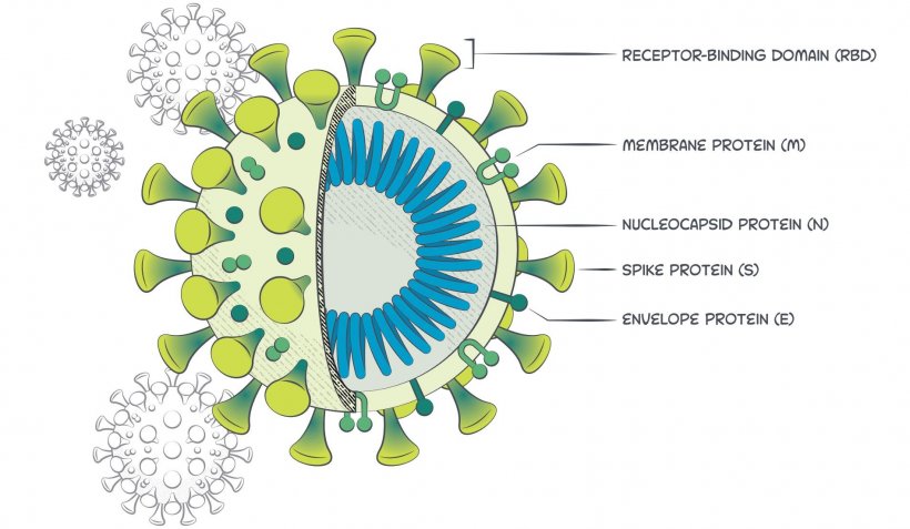 Igg Antibody Photos and Images & Pictures