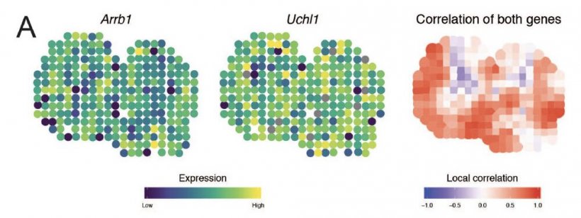 Mapping correlation between genes within a mouse olfactory bulb