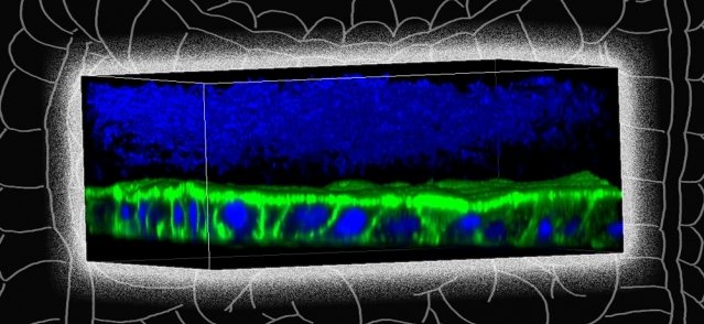 MIT biological and mechanical engineers have designed a specialized device in...