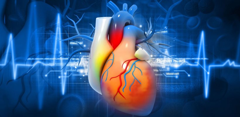 3d illustration of human heart over ecg line