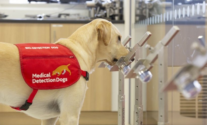 Medical detection dog Storm sniffing at samples in the training room