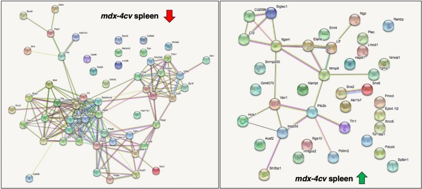 Overview of the potential protein-protein interaction patterns at reduced...