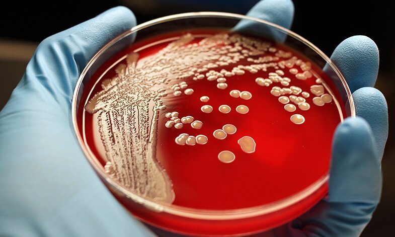 Doctors have not had a new treatment for gram-negative bacteria in the last 50...