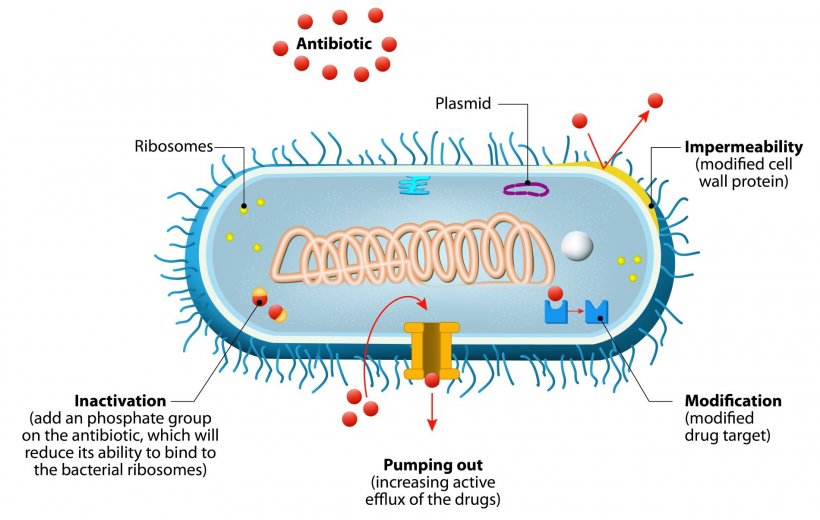 Mechanisms of antimicrobial resistance (AMR)