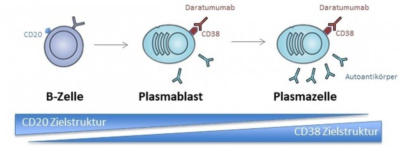 Langlebige Plasmazellen sind terminal differenzierte Zellen der...