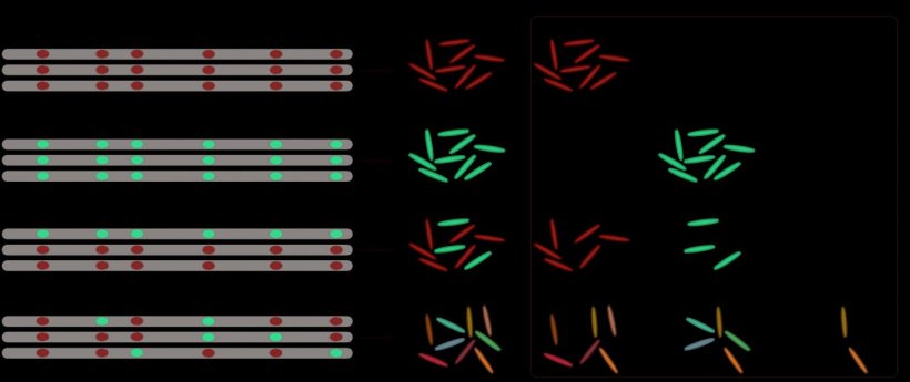 DNA methylation in the epigenetic domain holds the key to why the TB bacterium...