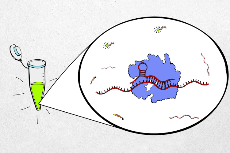 In the diagnostic test, a patient sample is mixed with CRISPR Cas13 proteins...