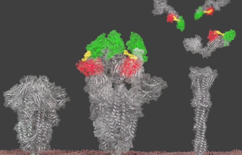Researchers have stitched together nanobodies (green and red) that bind to two...
