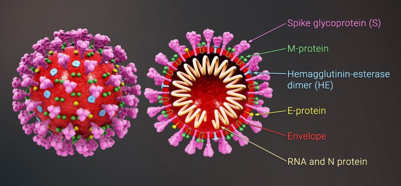 Structure of the Coronavirus