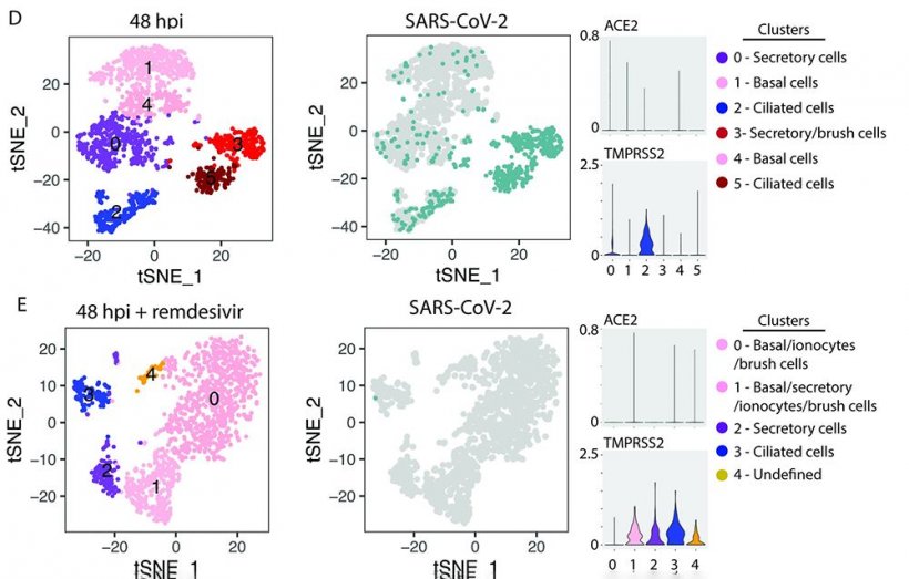 Single cell resolution of SARS-CoV-2 tropism: tSNE plots demonstrating...