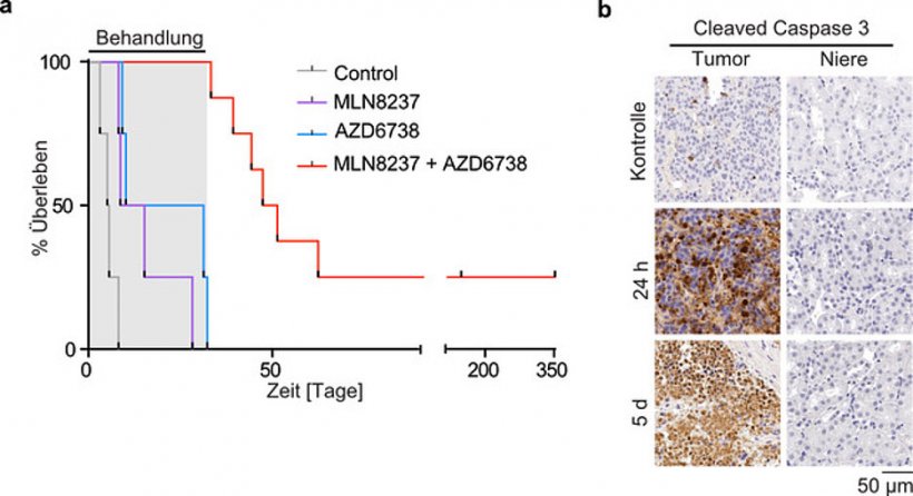 Survival curve of the TH-MYCN mouse model during long-term treatment with...