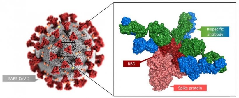 Illustration of the new bispecific antibody