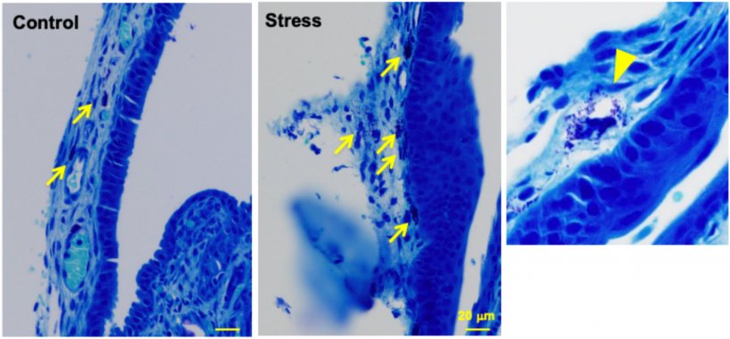 Restraint stress increased mice nasal mucosa MC (mM-MC) numbers and...