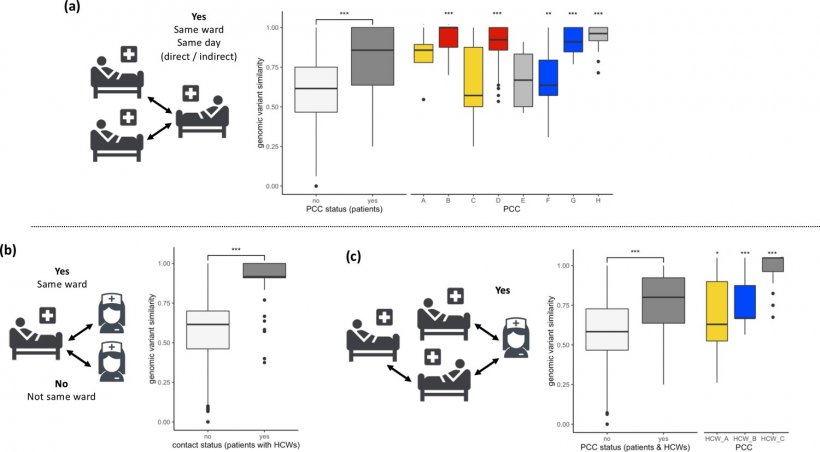 The researchers illustrate hopw SARS-CoV-2 viral genomes are more similar in...