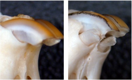 In mice deficient in USAG-1, an antagonist of BMP, the trace deciduous incisors...