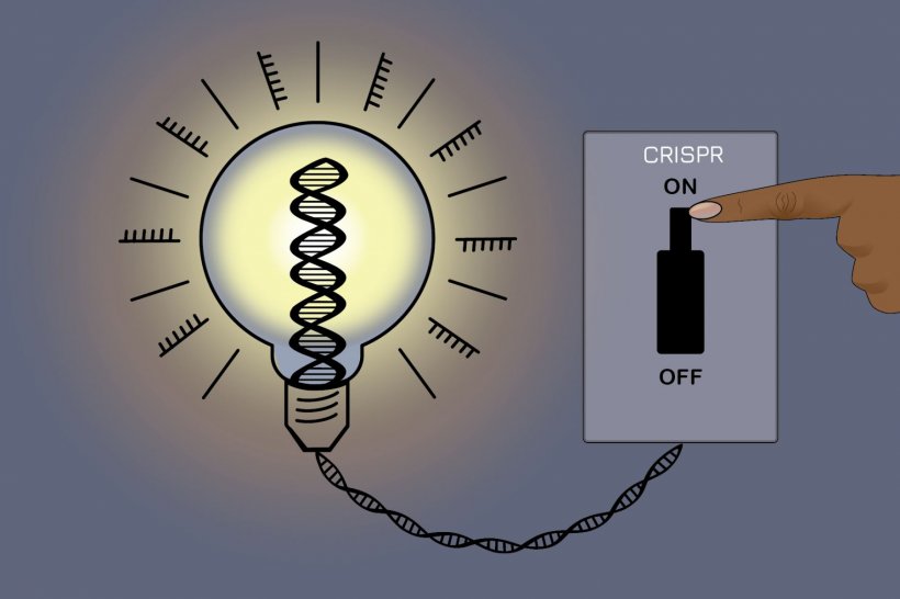 New CRISPR method, called CRISPRoff, acts as an on-off switch for gene...