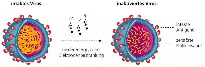 Durch die Bestrahlung mit Elektronen werden die Viren inaktiviert