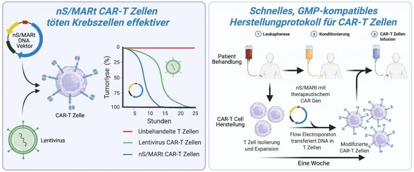 Die Illustration veranschaulicht das Prinzip der CAR-T-Zelltherapie (links) und...