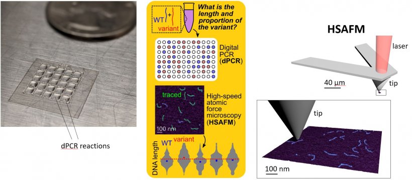 For their approach, the researchers paired digital PCR (dPCR) with high-speed...