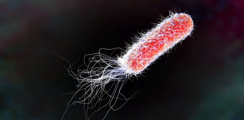 Bacterium Pseudomonas aeruginosa illustration