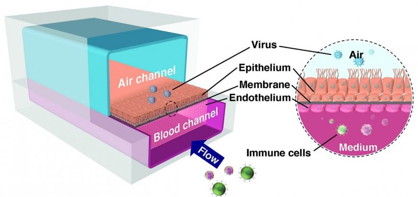 The human Airway Chip recreates the interface of the human lungs airways and...