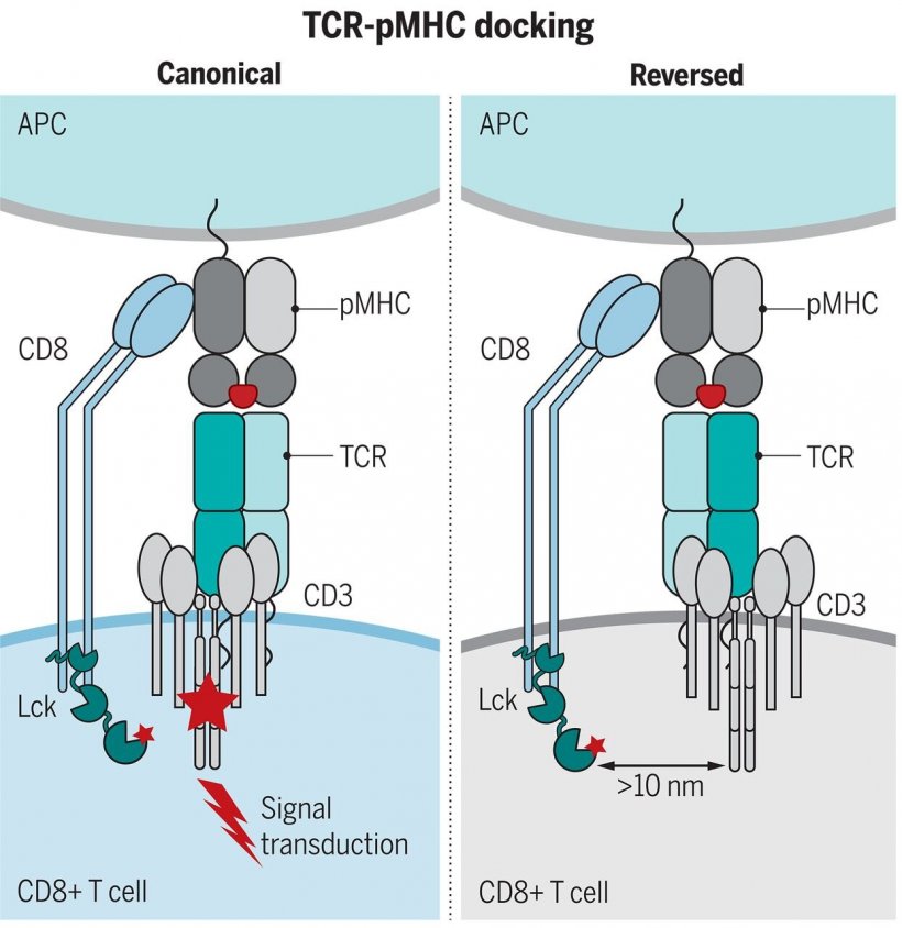 The canonical polarity of TCR–pMHC docking is essential for colocalization of...