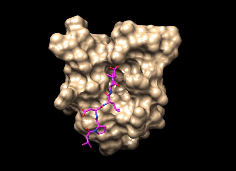 SARS-CoV-2 E binding to Pals1, a key protein found in human tissue.
