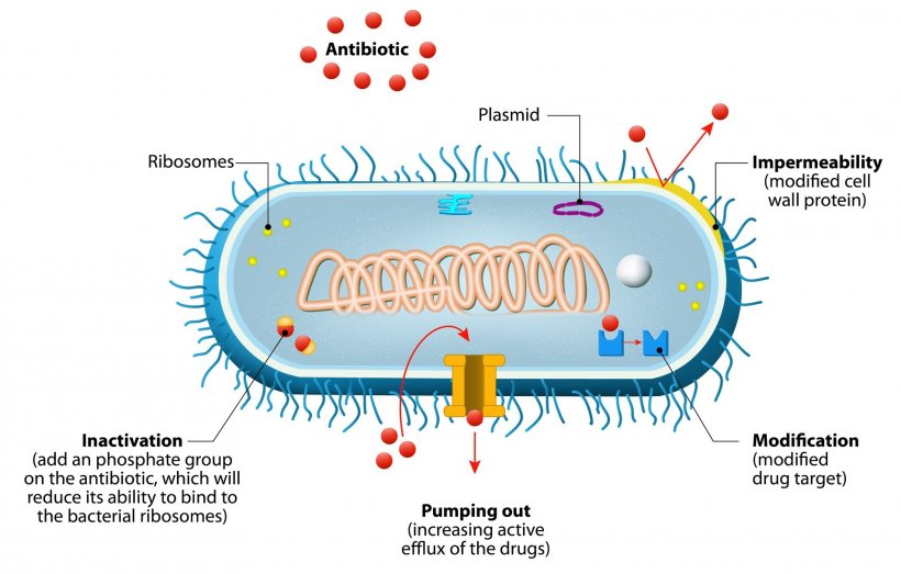 Illustration depicting the mechanisms of antimicrobial resistance