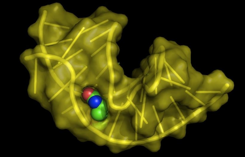 Structure of the biotin RNA aptamer (yellow) complexed with biotin – created...