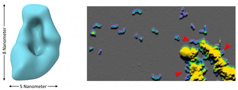 Kleine Aβ-Oligomere (links: Kryo-Elektronenmikroskopie) sind Klümpchen aus...